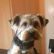 york��r Frank-po st��h�n�
